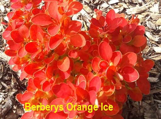 zamówienia 2018 - Berberys Orange Ice.jpg