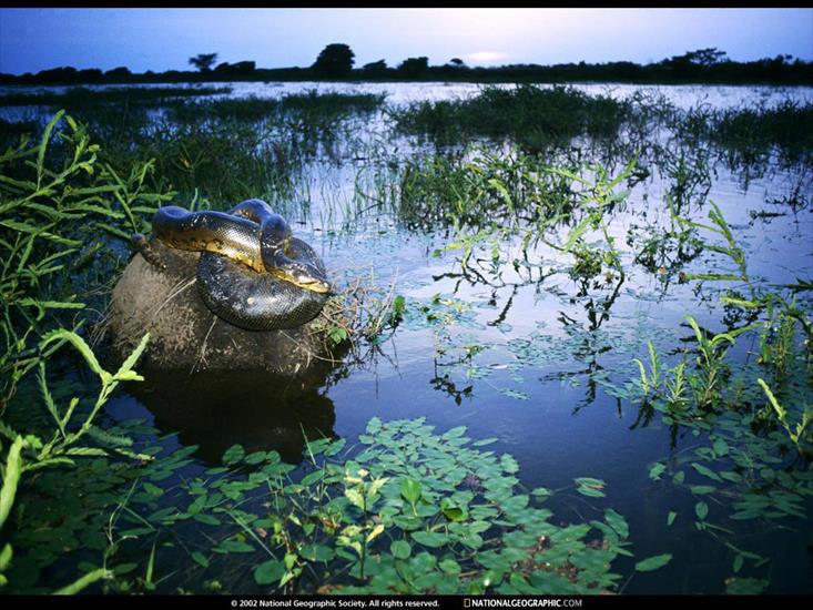 National Geographic - Egzotyczne piekno - National Geographic Wallpapers 026.jpg